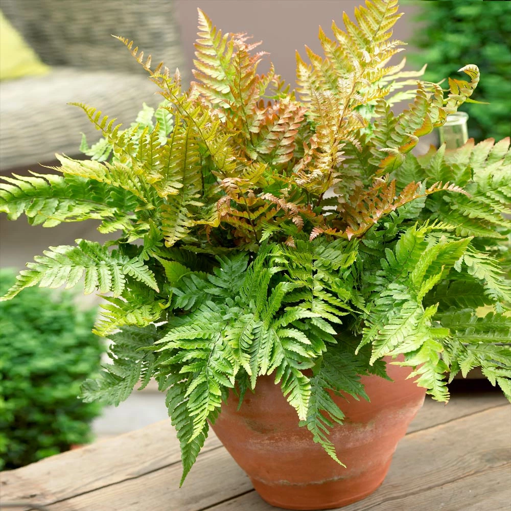 Brighter Blooms Shrubs & Hedges Brilliance Autumn Fern 2 Brighter Blooms Shrubs & Hedges Brilliance Autumn Fern