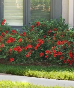Brighter Blooms Autumn Fire™ Encore® Azalea Shrub