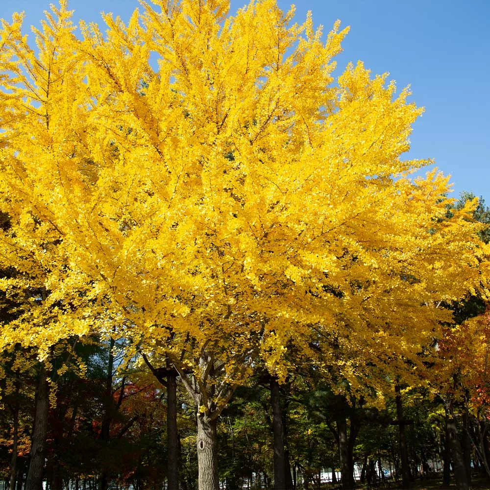 Brighter Blooms Autumn Gold Ginkgo Tree Shade Trees 2 Brighter Blooms Autumn Gold Ginkgo Tree Shade Trees