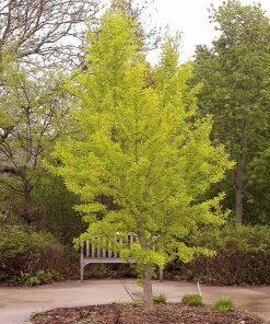 Brighter Blooms Shade Trees Autumn Gold Ginkgo Tree 7 Brighter Blooms Shade Trees Autumn Gold Ginkgo Tree