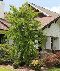 Brighter Blooms Autumn Gold Ginkgo Tree Shade Trees 11 Brighter Blooms Autumn Gold Ginkgo Tree Shade Trees