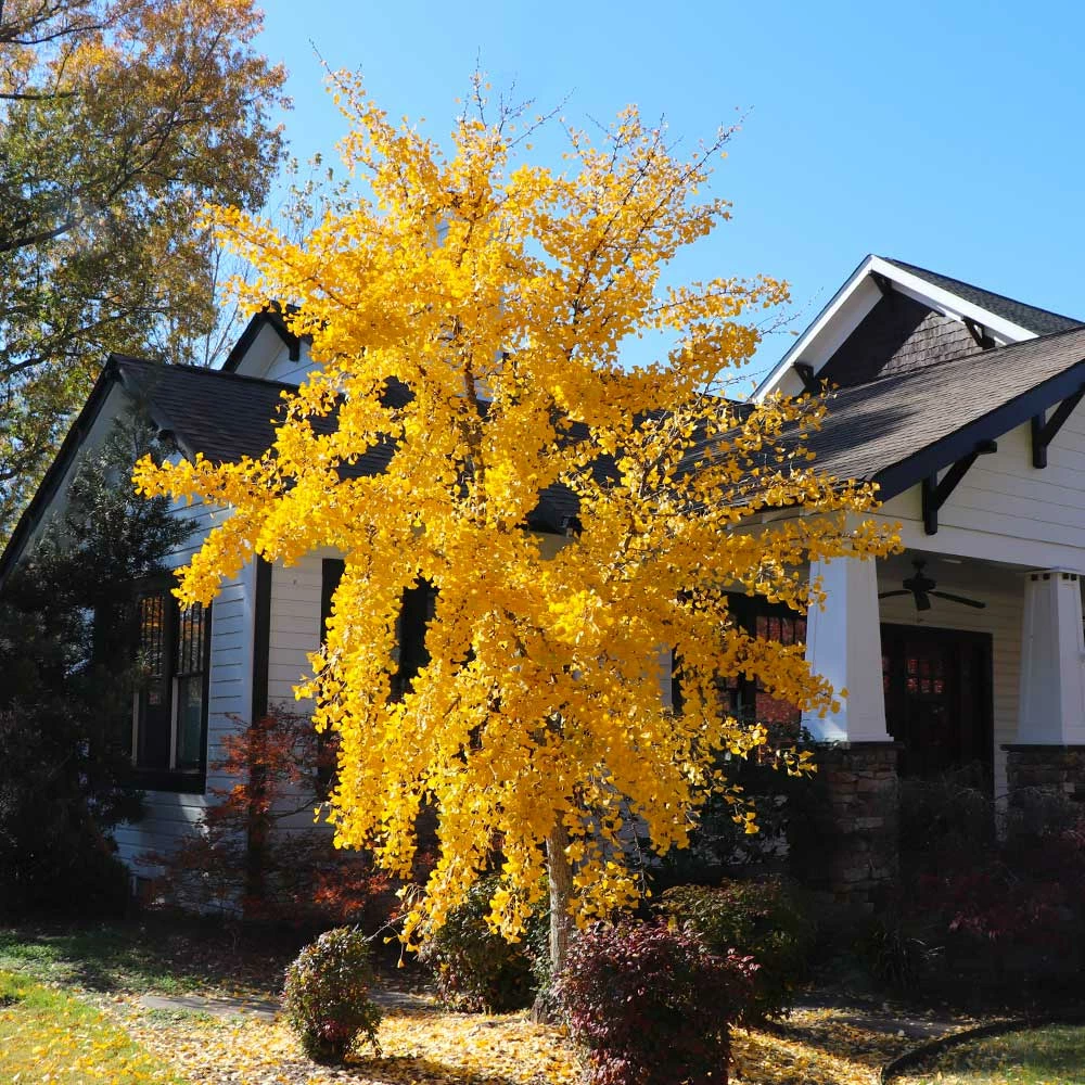 Brighter Blooms Autumn Gold Ginkgo Tree Shade Trees 5 Brighter Blooms Autumn Gold Ginkgo Tree Shade Trees