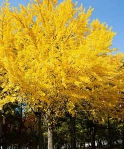 Brighter Blooms Autumn Gold Ginkgo Tree Shade Trees