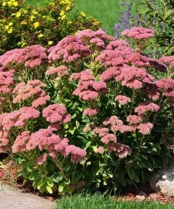 Brighter Blooms Perennials Autumn Joy Sedum Shrub