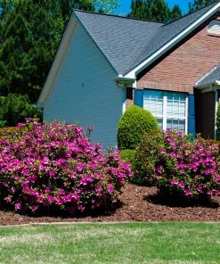 Brighter Blooms Autumn Royalty® Encore® Azalea Shrub Shrubs & Hedges 7 Brighter Blooms Autumn Royalty® Encore® Azalea Shrub Shrubs & Hedges