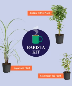 Brighter Blooms Sugar Cane Plant SHOP ALL