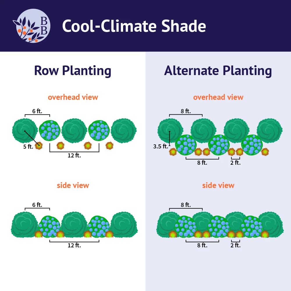 Brighter Blooms Shrubs & Hedges Cool-Climate Shade Garden Kit 3 Brighter Blooms Shrubs & Hedges Cool-Climate Shade Garden Kit
