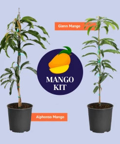 Brighter Blooms Mangos Trees Mango Kit