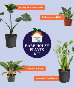 Brighter Blooms Rare House Plant Kit House & Patio