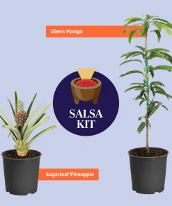 Brighter Blooms Sugarloaf Pineapple 9 Brighter Blooms Sugarloaf Pineapple