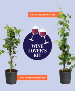 Brighter Blooms Grape Vines Wine Lover's Kit