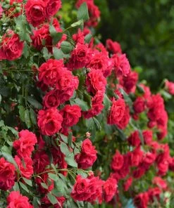Brighter Blooms Blaze Improved Climbing Rose Roses