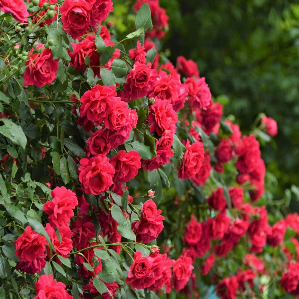 Brighter Blooms Blaze Improved Climbing Rose Roses 2 Brighter Blooms Blaze Improved Climbing Rose Roses