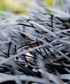 Brighter Blooms Black Mondo Grass