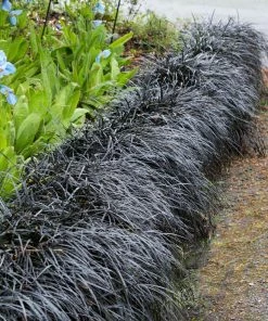 Brighter Blooms Black Mondo Grass