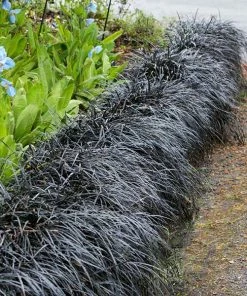 Brighter Blooms Black Mondo Grass