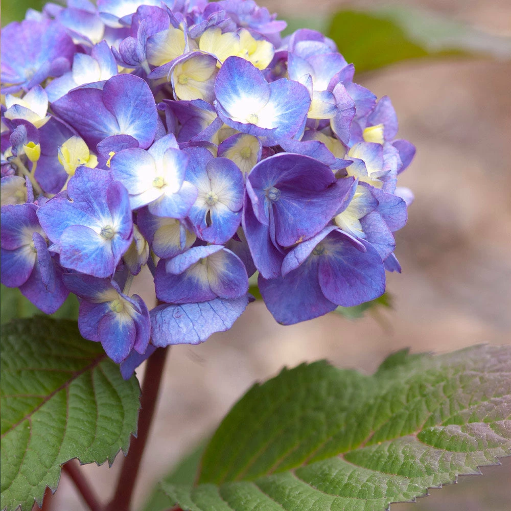 Brighter Blooms Endless Summer® BloomStruck® Hydrangea Shrub Shrubs & Hedges 3 Brighter Blooms Endless Summer® BloomStruck® Hydrangea Shrub Shrubs & Hedges