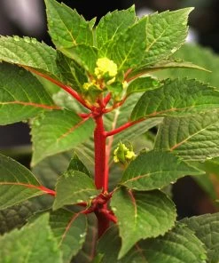 Brighter Blooms Endless Summer® BloomStruck® Hydrangea Shrub Shrubs & Hedges 10 Brighter Blooms Endless Summer® BloomStruck® Hydrangea Shrub Shrubs & Hedges