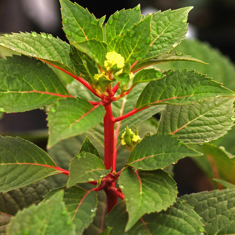 Brighter Blooms Endless Summer® BloomStruck® Hydrangea Shrub Shrubs & Hedges 5 Brighter Blooms Endless Summer® BloomStruck® Hydrangea Shrub Shrubs & Hedges