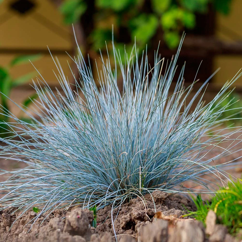 Brighter Blooms Ornamental Grasses Blue Festuca Grass (Blue Fescue) 2 Brighter Blooms Ornamental Grasses Blue Festuca Grass (Blue Fescue)