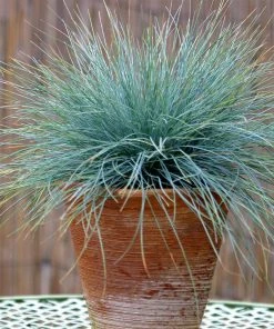 Brighter Blooms Ornamental Grasses Blue Festuca Grass (Blue Fescue) 8 Brighter Blooms Ornamental Grasses Blue Festuca Grass (Blue Fescue)