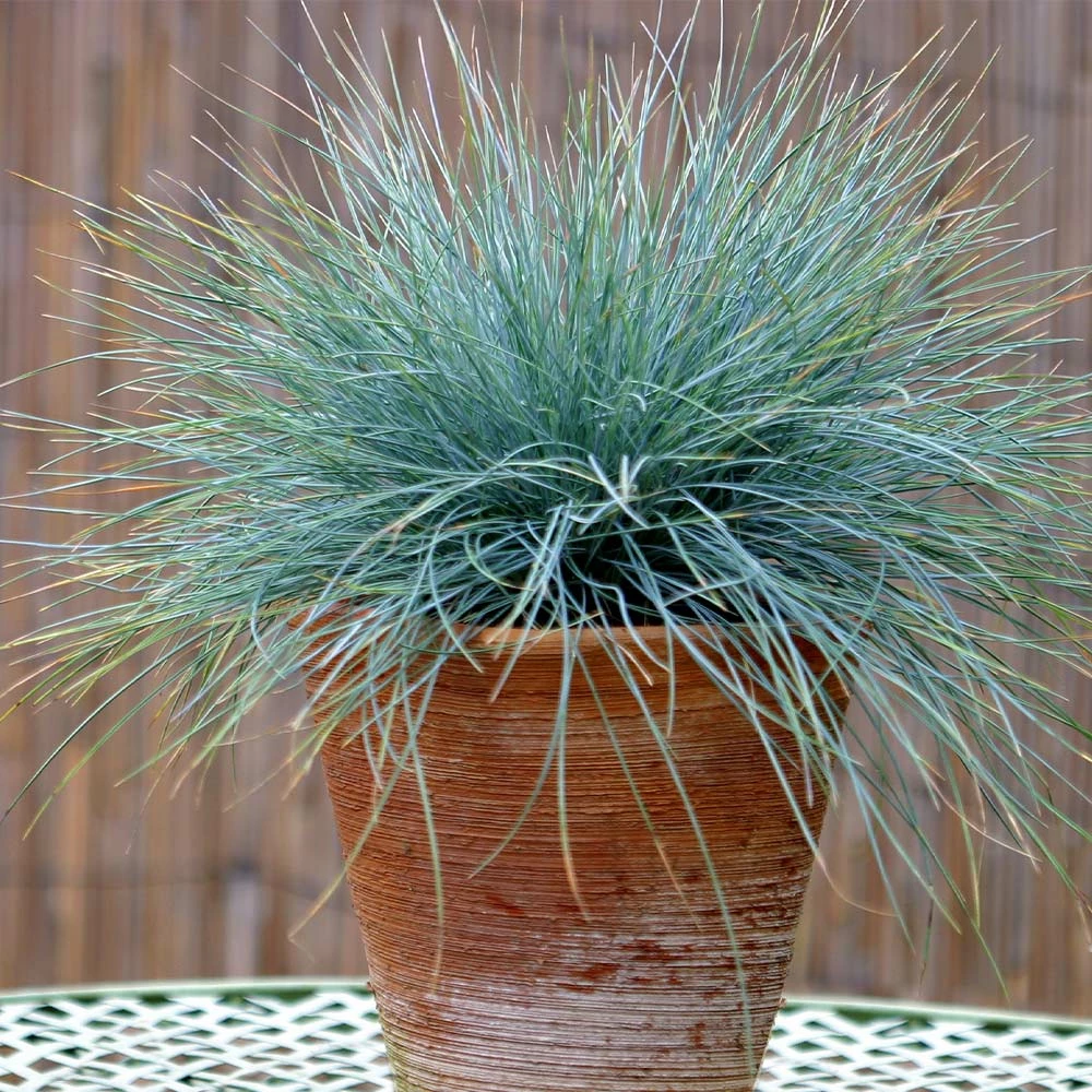 Brighter Blooms Ornamental Grasses Blue Festuca Grass (Blue Fescue) 4 Brighter Blooms Ornamental Grasses Blue Festuca Grass (Blue Fescue)