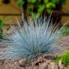 Brighter Blooms Ornamental Grasses Blue Festuca Grass (Blue Fescue)