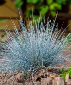 Brighter Blooms Ornamental Grasses Blue Festuca Grass (Blue Fescue)