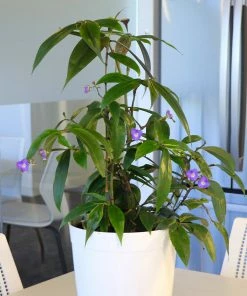 Brighter Blooms Weeping Blue Ginger Plant House & Patio
