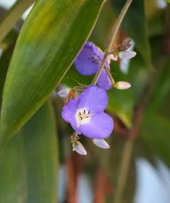 Brighter Blooms Weeping Blue Ginger Plant House & Patio 6 Brighter Blooms Weeping Blue Ginger Plant House & Patio
