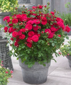 Brighter Blooms Bulletproof® Rose Roses