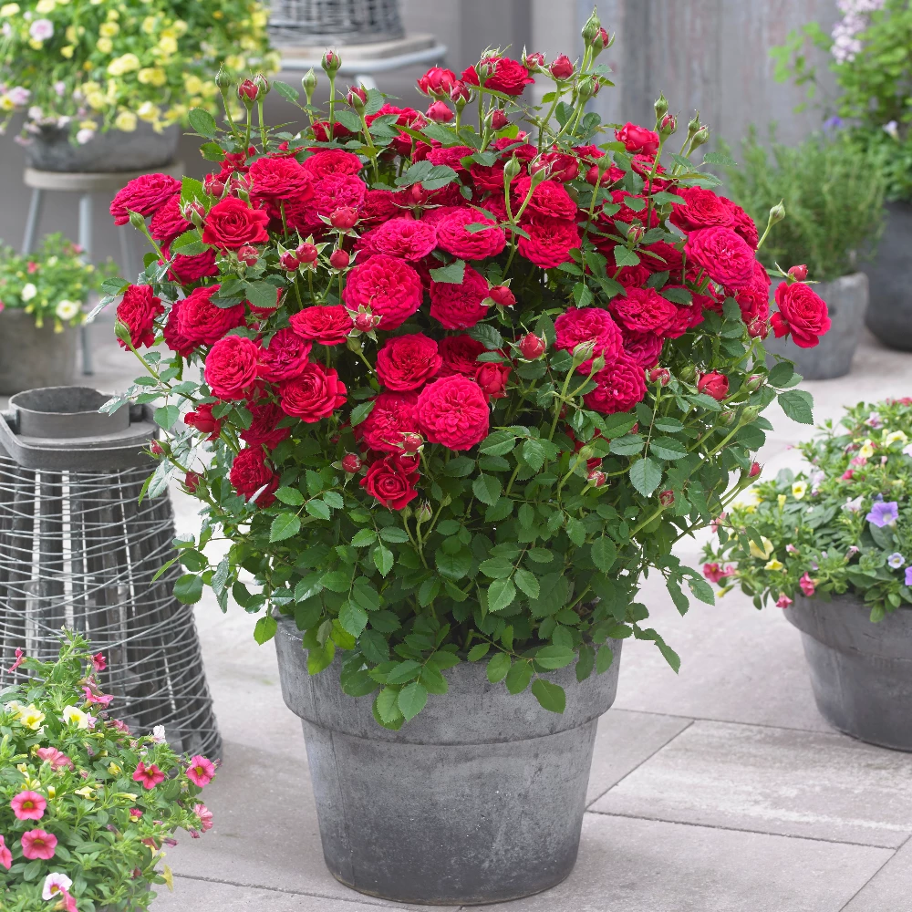 Brighter Blooms Bulletproof® Rose Roses 1 Brighter Blooms Bulletproof® Rose Roses