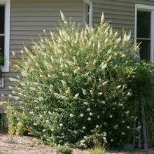 Brighter Blooms Shrubs & Hedges White Profusion Butterfly Bush