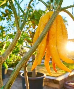 Brighter Blooms Buddha's Hand Citron Tree