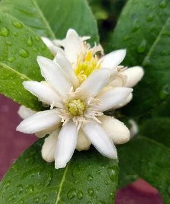 Brighter Blooms Buddha's Hand Citron Tree