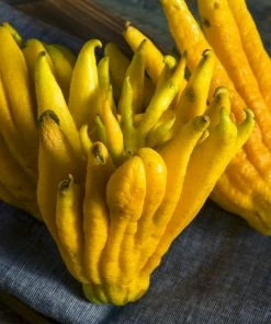 Brighter Blooms Buddha's Hand Citron Tree