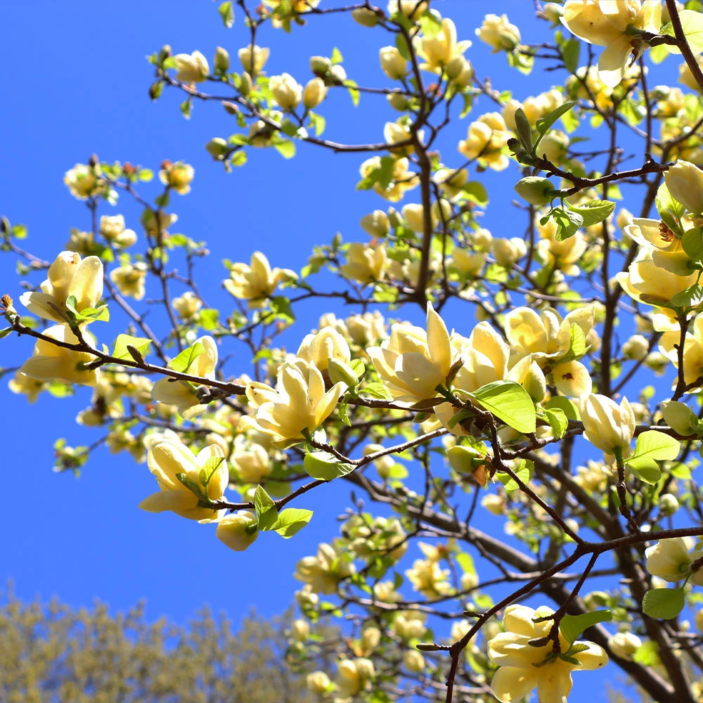 Brighter Blooms Butterfly Magnolia Tree 4 Brighter Blooms Butterfly Magnolia Tree