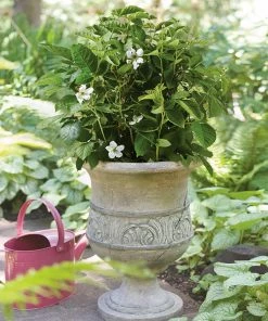 Brighter Blooms Fruit Trees Bushel And Berry® Baby Cakes Blackberry® Bush