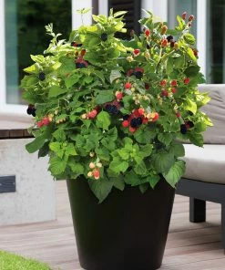 Brighter Blooms Fruit Trees Bushel And Berry® Baby Cakes Blackberry® Bush