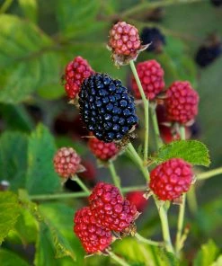 Brighter Blooms Fruit Trees Bushel And Berry® Baby Cakes Blackberry® Bush
