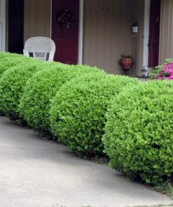 Brighter Blooms Baby Gem™ Boxwood Shrub