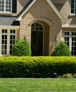 Brighter Blooms Baby Gem™ Boxwood Shrub