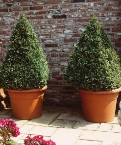 Brighter Blooms Baby Gem™ Boxwood Shrub