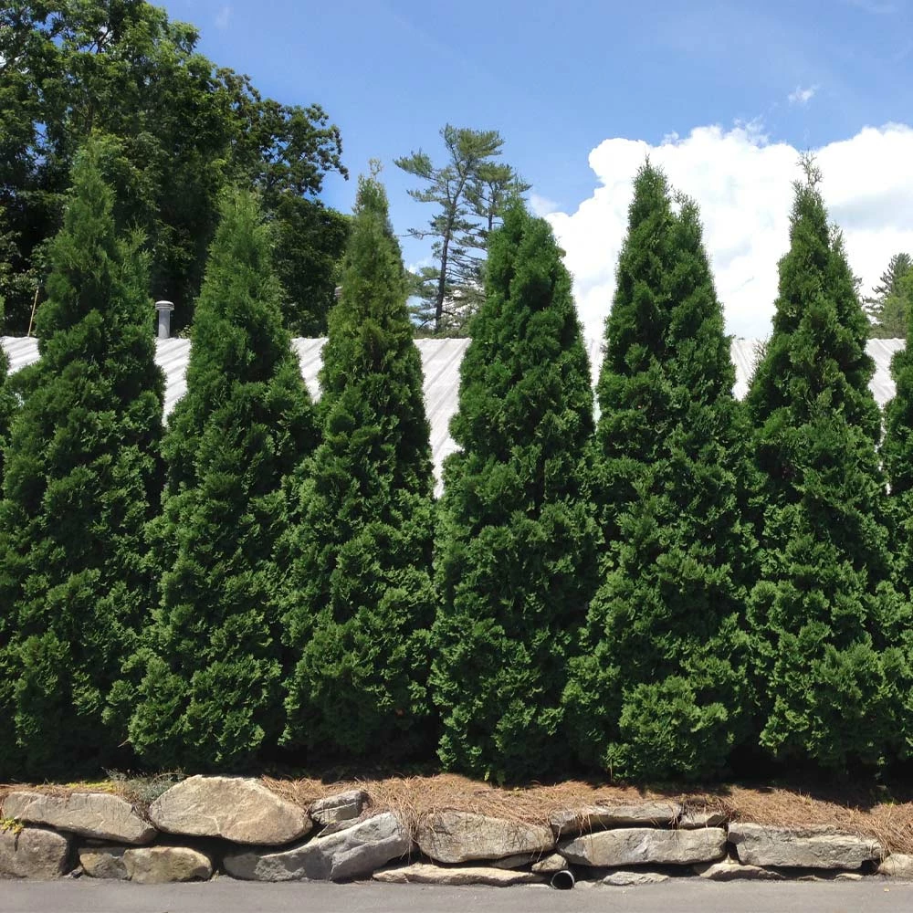 Brighter Blooms Baby Giant Thuja Tree Evergreen & Privacy 3 Brighter Blooms Baby Giant Thuja Tree Evergreen & Privacy