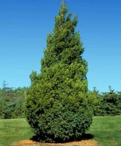 Brighter Blooms Baby Giant Thuja Tree Evergreen & Privacy