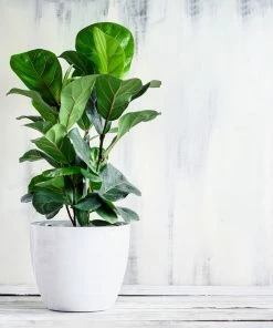 Brighter Blooms Bambino Fiddle Leaf Fig SHOP ALL