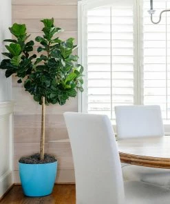Brighter Blooms Bambino Fiddle Leaf Fig SHOP ALL