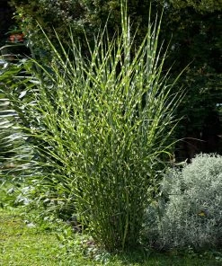 Brighter Blooms Miscanthus Bandwidth (Chinese Silver Grass)