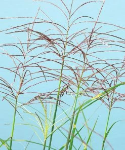 Brighter Blooms Miscanthus Bandwidth (Chinese Silver Grass)