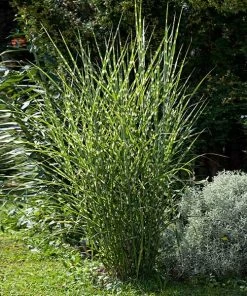 Brighter Blooms Miscanthus Bandwidth (Chinese Silver Grass)